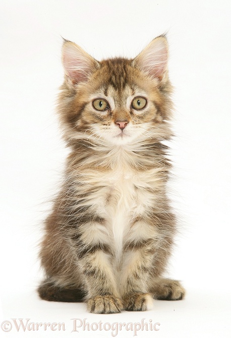 Tabby Maine Coon kitten sitting, white background