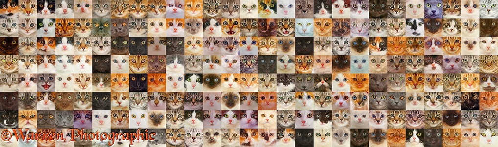 Montage of 175 cat head shots, arranged in random colours
