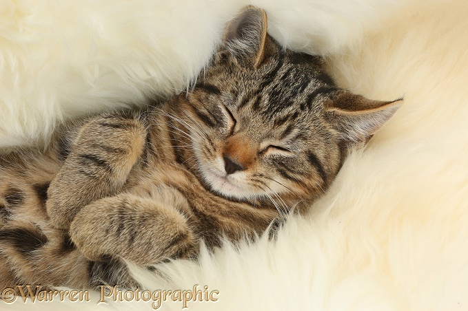 Tabby kitten, Picasso, 3 months old, sleeping on a fluffy rug