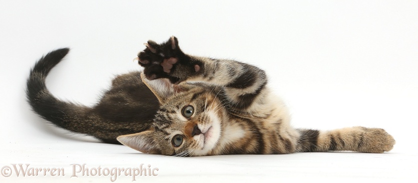 Tabby kitten, Picasso, 11 weeks old, lying on his side, with raised paw, white background