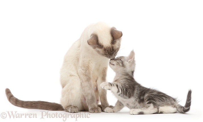 Birman-cross mother kissing her Silver tabby kitten, white background
