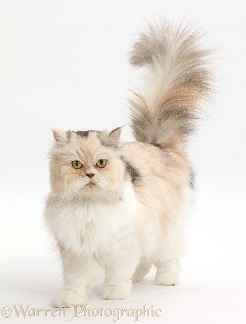 Cream-and-blue Persian cat walking, white background