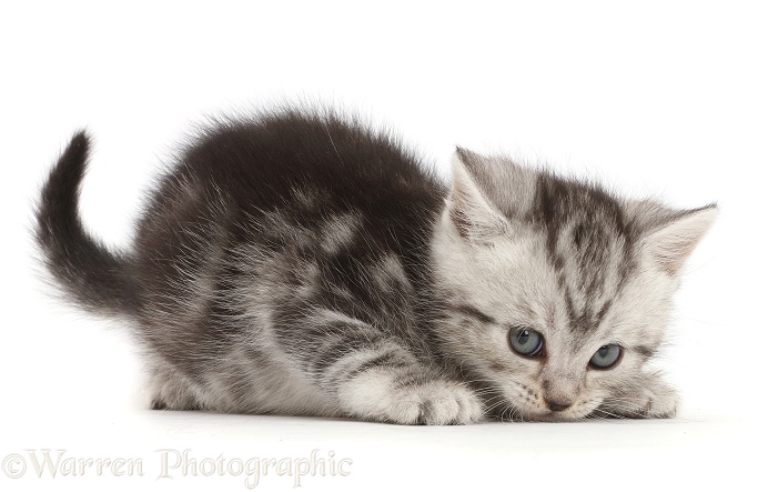 Cheeky silver tabby kitten, 6 weeks old, white background