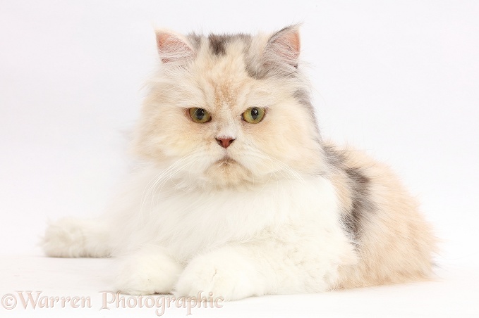 Cream-and-blue Persian cat, white background