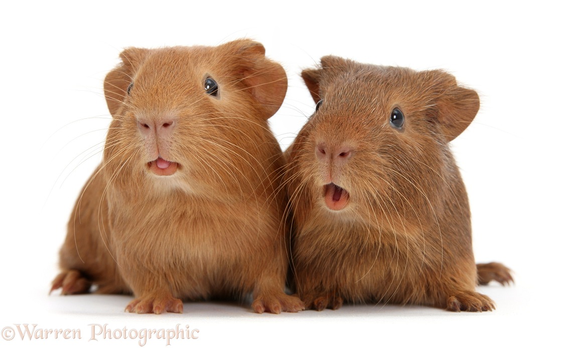 Two baby red Guinea pigs, squeaking, white background