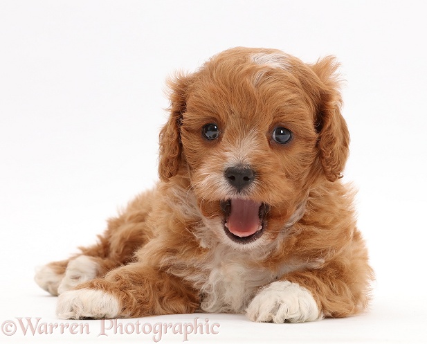 Cute red-and-white Cavapoo puppy, yawning, white background