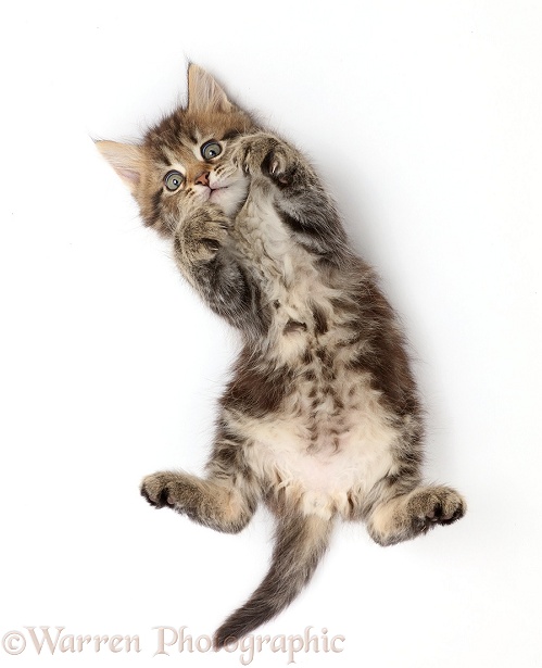 Fluffy tabby kitten lying on back and looking up, white background