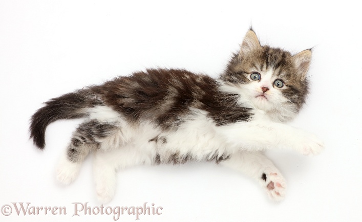 Fluffy tabby-and-white kitten lying stretched out and looking up, white background