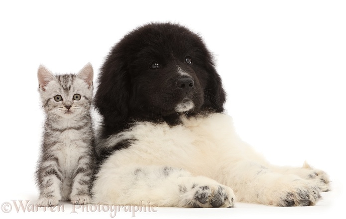 Kitten sitting with Newfoundland puppy, white background