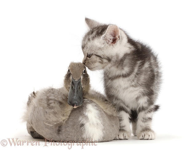 Silver tabby kitten kissing Indian Runner duckling on the head, white background