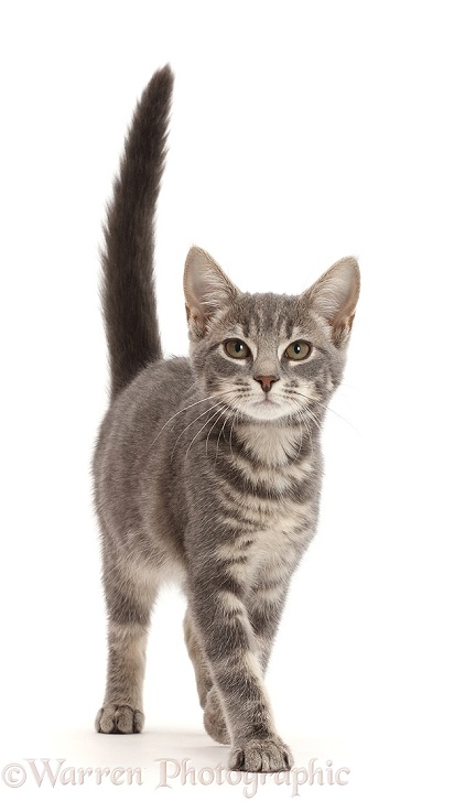 Grey tabby kitten walking with tail up, white background