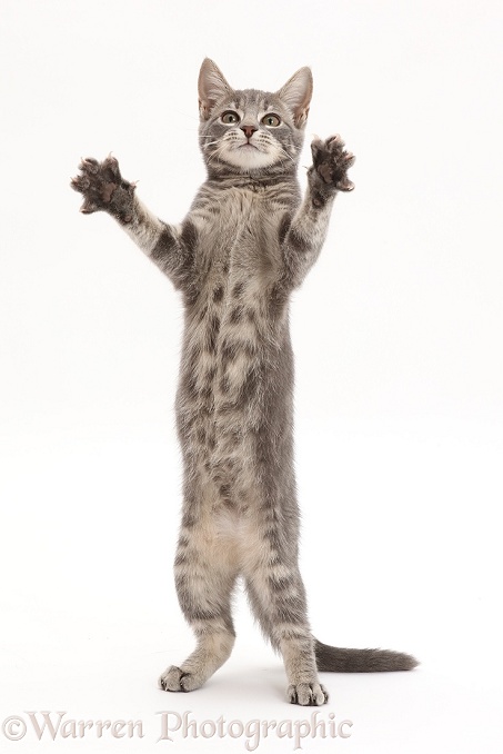 Grey tabby kitten standing up and grasping, white background