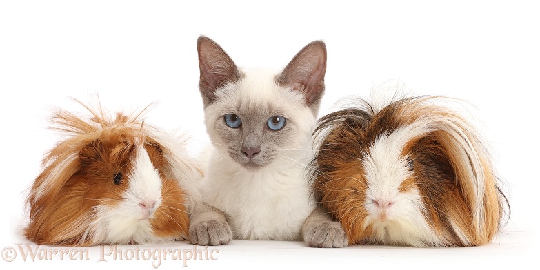 Blue-point Birman-cross kitten with shaggy Guinea pigs, white background