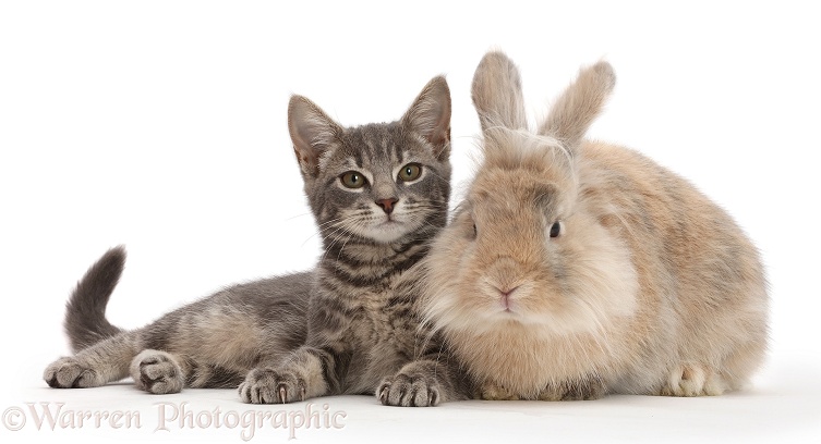 Grey tabby kitten and fluffy bunny, white background