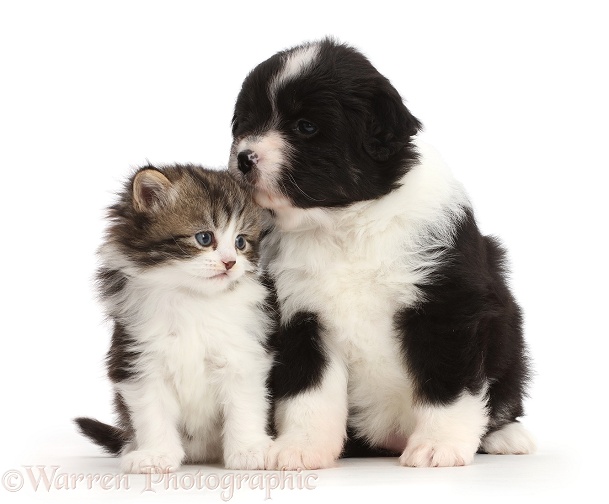 Miniature American Shepherd puppy snuggling with a kitten, white background