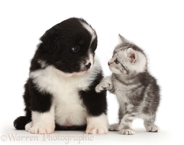 Miniature American Shepherd puppy with a kitten, white background
