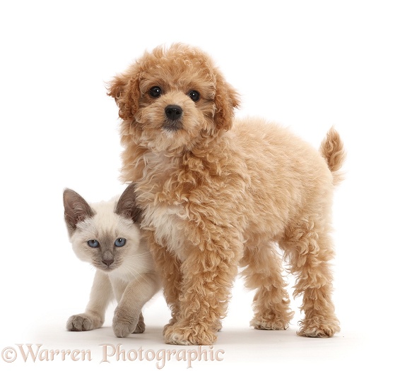 Cavachondoodle pup and Birman-cross kitten, white background