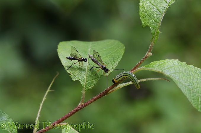 Parasitic wasps (Braconidae) approaching caterpillar of Lesser Willow Sawfly (Nematus pavidus).  The braconids approach very stealthily in order to lay eggs on the caterpillars which thrash from side to side in an attempt to protect themselves.  A wasp can spend as much as one hour trying to get into position to deposit a single egg