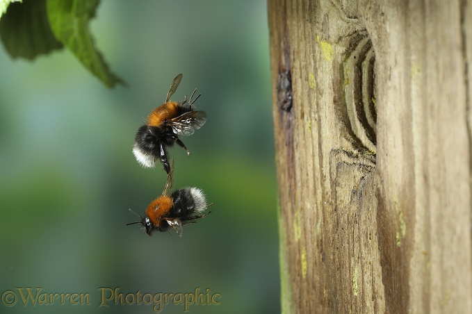 Tree Bumblebee (Bombus hypnorum) workers approaching nest in bird box