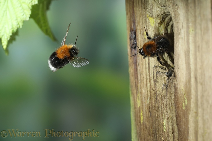 Tree Bumblebee (Bombus hypnorum) worker approaching nest in bird box