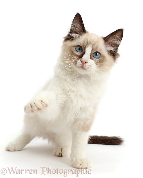 Ragdoll kitten, 10 weeks old, pointing a paw, white background