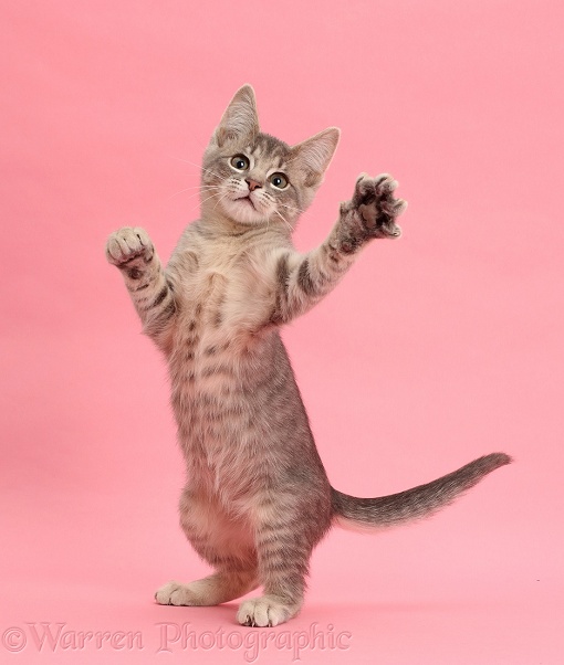 Blue tabby kitten, 12 weeks old, standing up on pink background