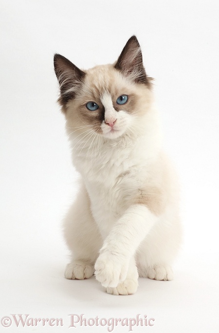 Ragdoll kitten, 10 weeks old, raising a paw, white background