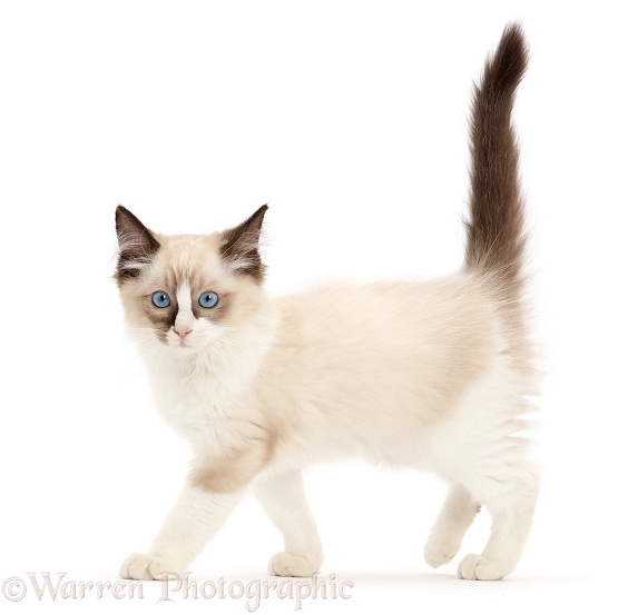 Ragdoll kitten, 10 weeks old, walking, white background
