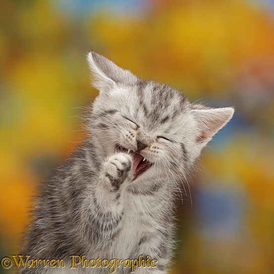 Silver tabby kitten laughing