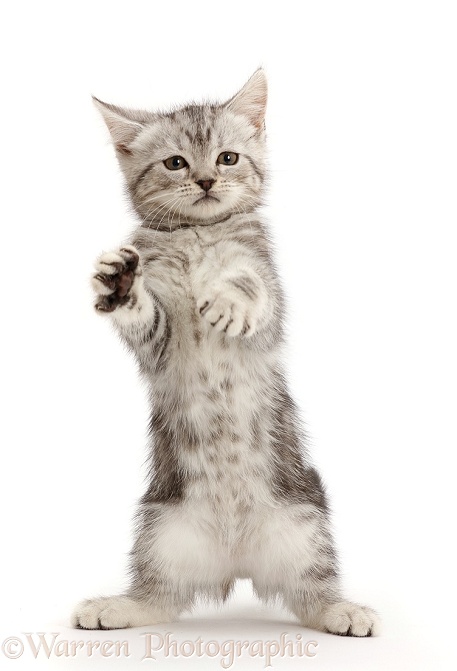 Silver tabby kitten, 10 weeks old, standing up, white background