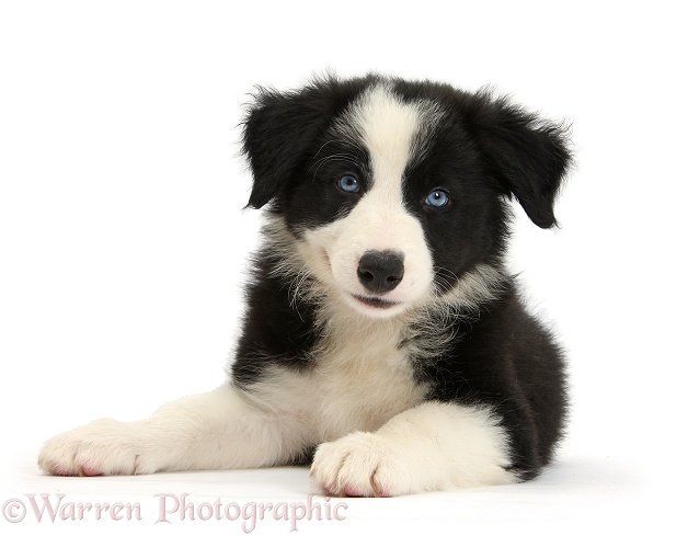 Black-and-white blue-eyed Border Collie pup lying with head up, white background