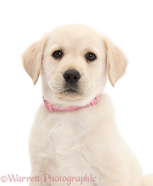 Yellow Labrador Retriever puppy, 8 weeks old, with pink collar on, white background