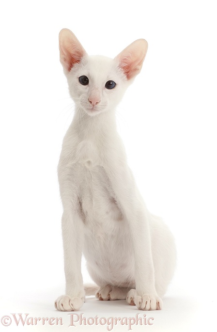 White Oriental kitten sitting, white background