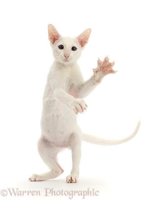 White Oriental kitten standing up and swiping, white background