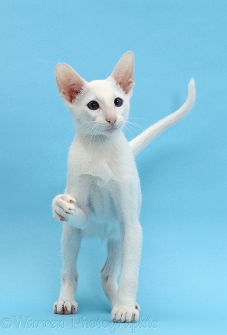 White Oriental kitten, with raised paw on blue background