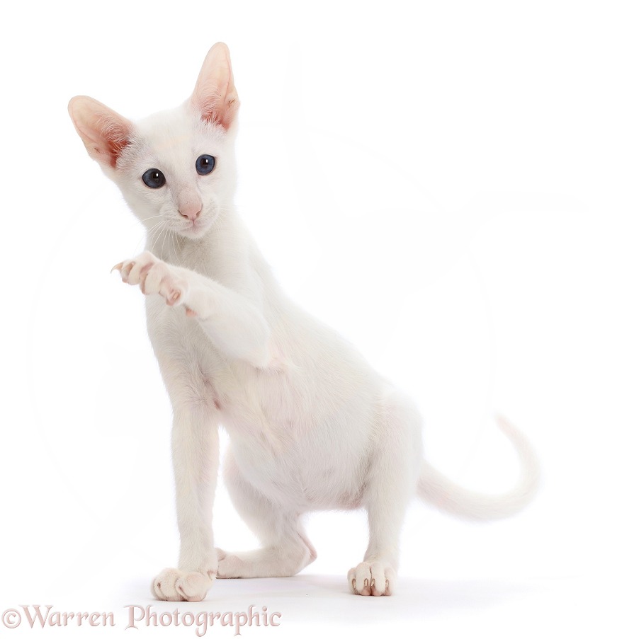 White Oriental kitten, with raised paw, white background