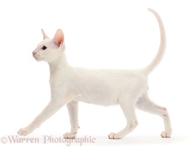 White Oriental kitten walking, white background