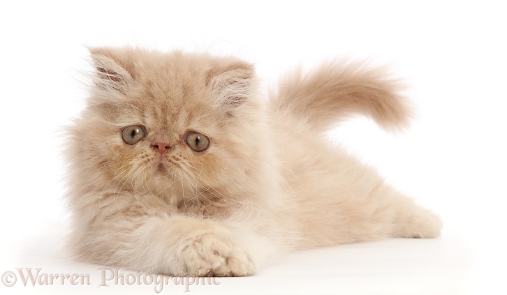 Persian kitten, white background