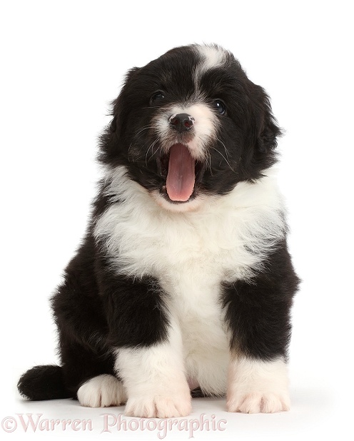 Black-and-white Mini American Shepherd puppy yawning, white background
