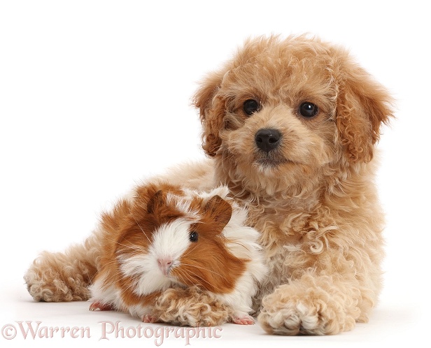 Cavachondoodle pup and Guinea pig, white background