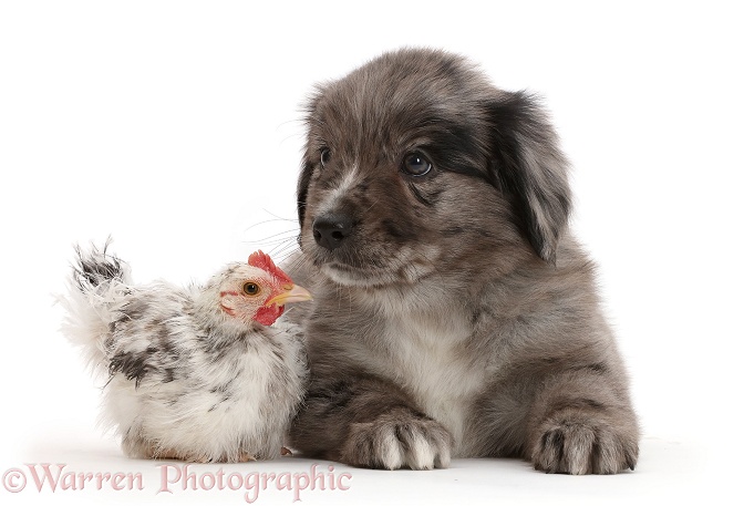 Mini American Shepherd puppy with chicken, white background