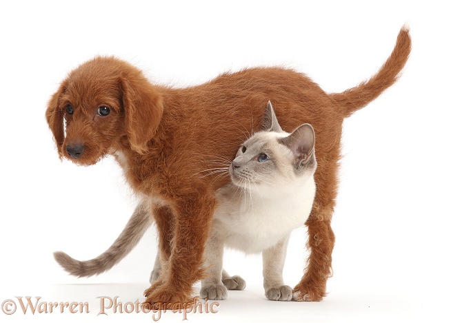Blue-point Birman-cross cat and Goldendoodle puppy, white background