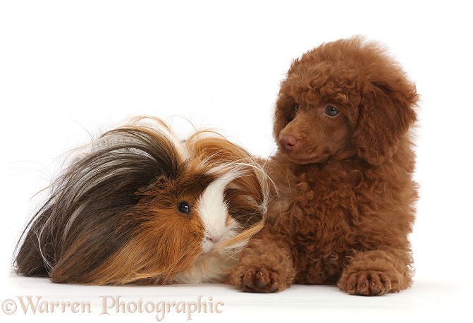 Red Poodle puppy and Guinea pig, white background