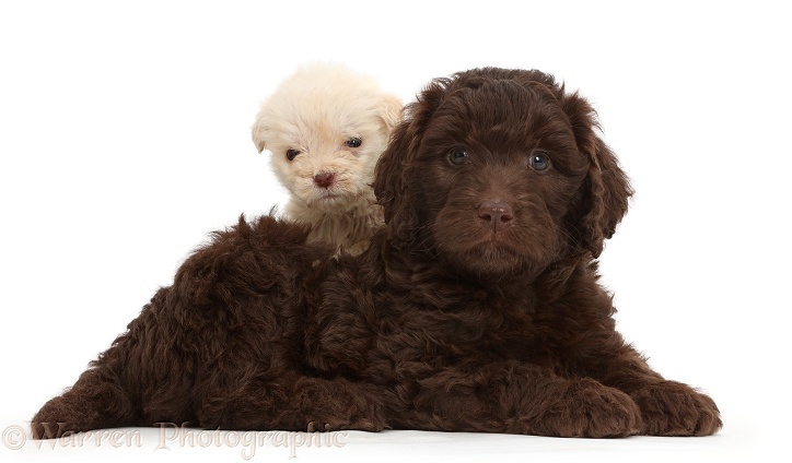 Chicolate and Golden Labradoodle puppies. These puppies are both 6 weeks old, but the smaller one is a runt, white background