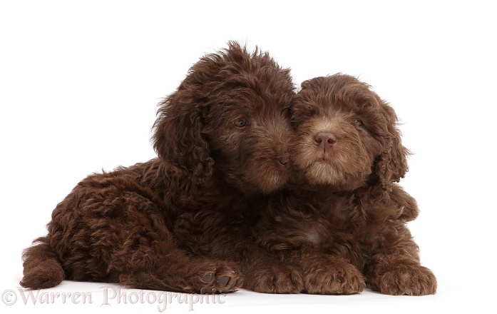 Chocolate Labradoodle puppies, white background