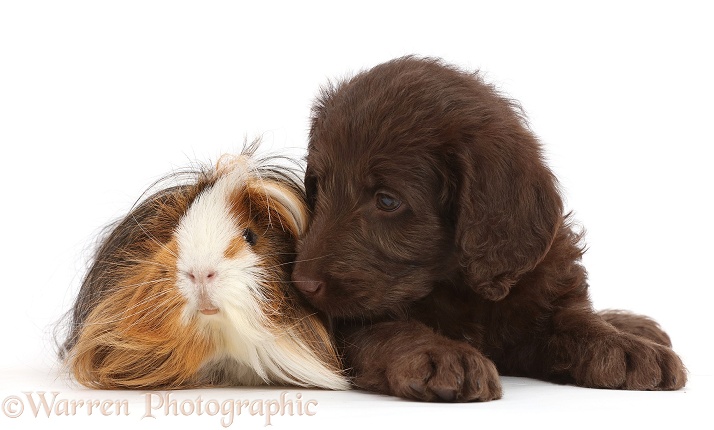 Chocolate Labradoodle puppy and Guinea pig, white background