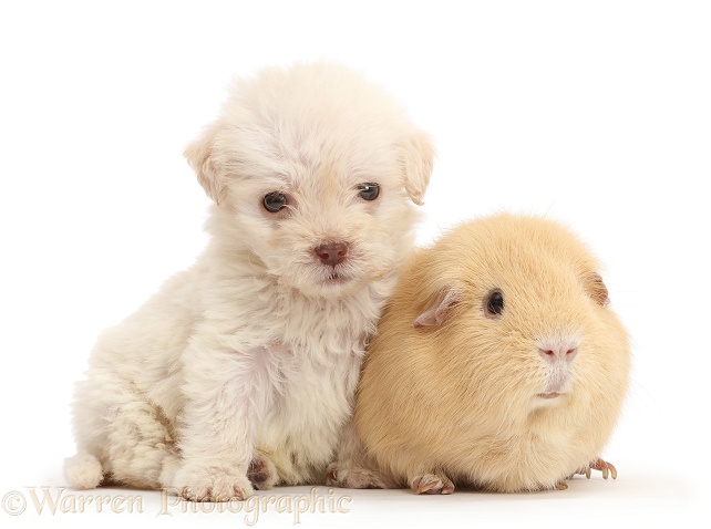 Golden Labradoodle runt puppy and Guinea pig, white background