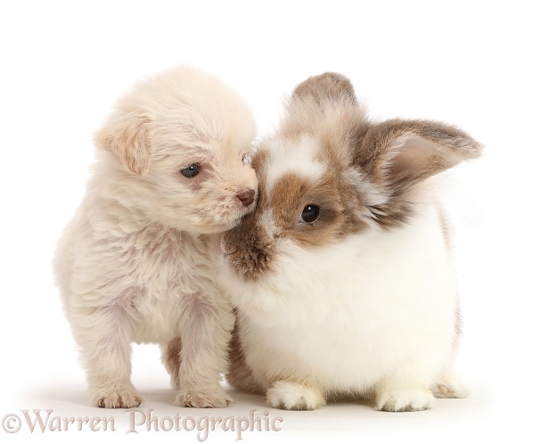 Golden Labradoodle runt puppy and Rabbit, white background