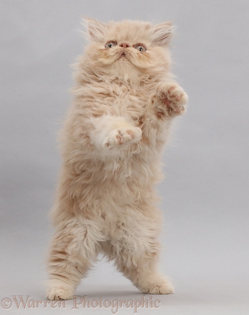 Persian kitten, jumping up on grey background