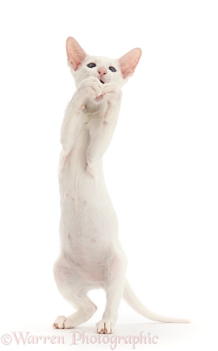 White Oriental kitten standing up and grasping, white background